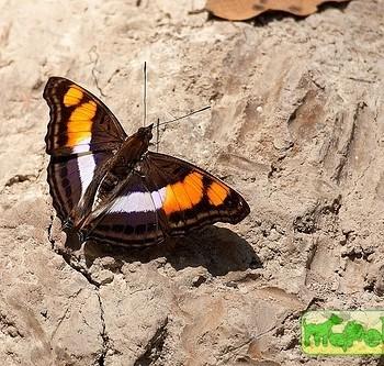 Doxocopa linda