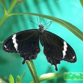 Papilio amynthor