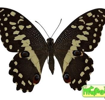 Papilio erithonioides