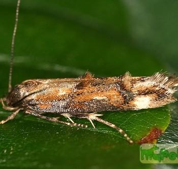 Mompha miscella