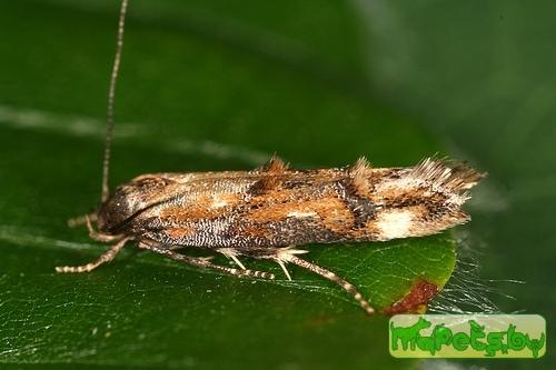 Mompha miscella