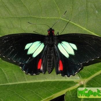 Parides childrenae