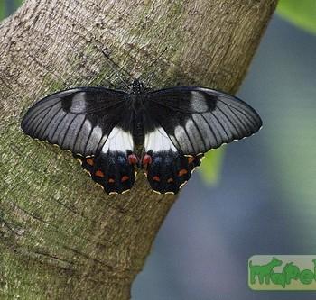 Papilio ambrax