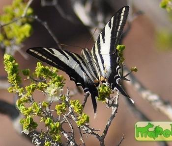 Protographium leosthenes