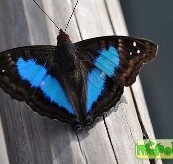 Doxocopa laurentia
