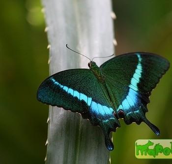 Papilio crino