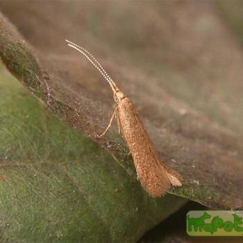 Coleophora badiipennella
