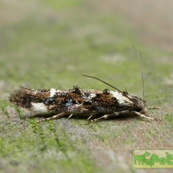Mompha conturbatella