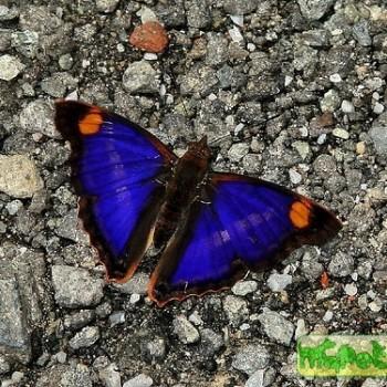 Doxocopa pavon