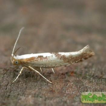 argyresthia bonnetella