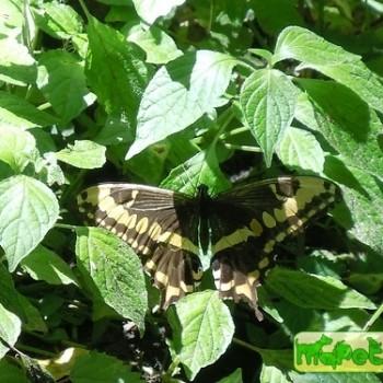 Papilio euphranor