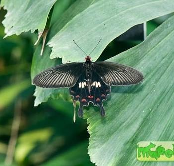 Pachliopta polydorus