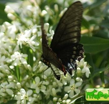 Battus polystictus