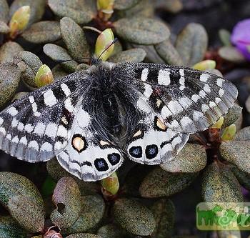 Parnassius orleans