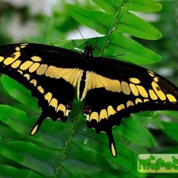 Papilio thoas