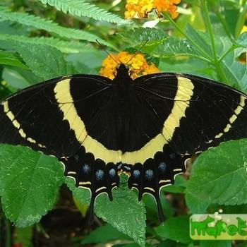 Papilio garamas