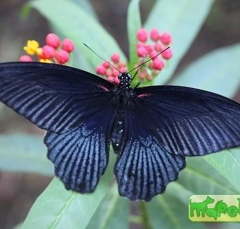 Papilio memnon