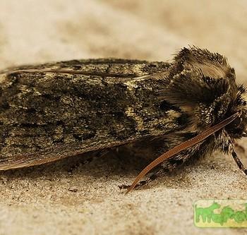 Polyploca ridens