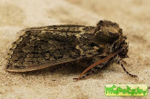 Polyploca ridens