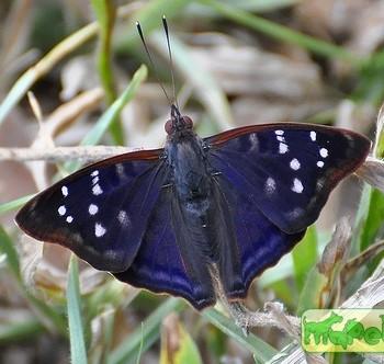 Doxocopa kallina