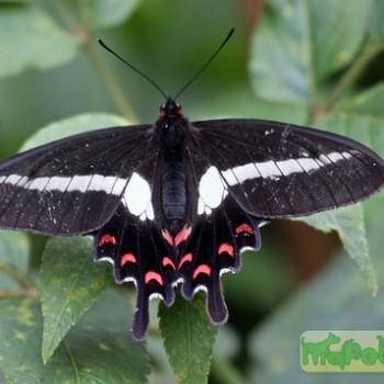 Parides proneus