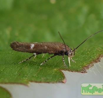 Mompha langiella