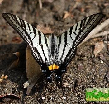Graphium timur