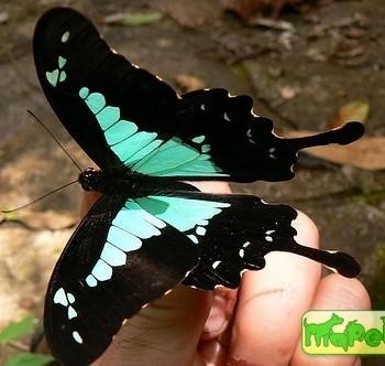 Papilio desmondi
