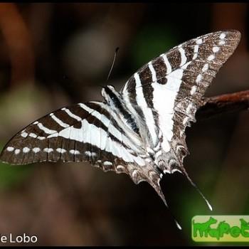 Graphium nomius