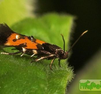 Mompha locupletella