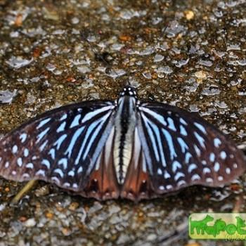 Hestina mimetica