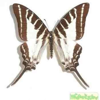 Graphium aristeus