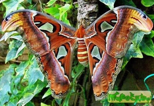 Attacus atlas (Павлиноглазка атлас)