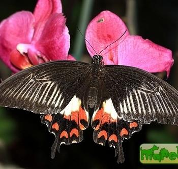 Papilio deiphobus