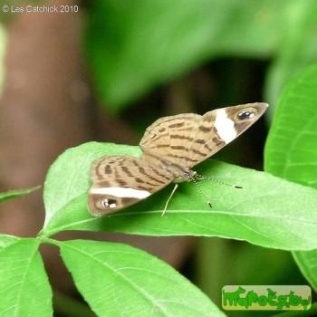 Ectima erycinoides