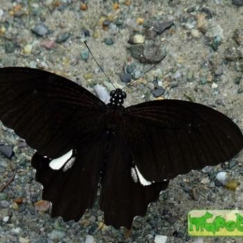 Papilio castor