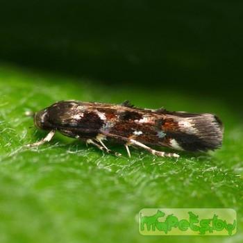 mompha terminella