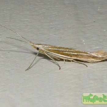 Coleophora albicosta