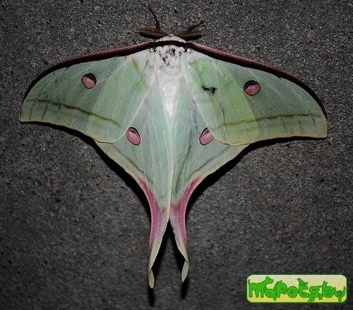 Actias selene