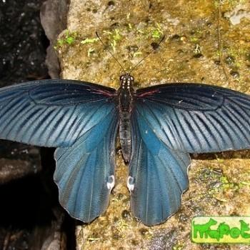 Papilio alcmenor