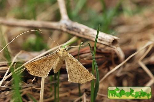 Hypoxystis pluviaria