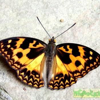 Sephisa daimio