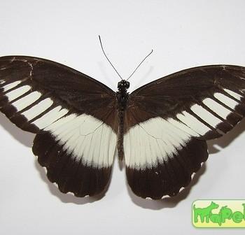 Papilio cynorta