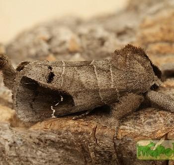 clostera anachoreta