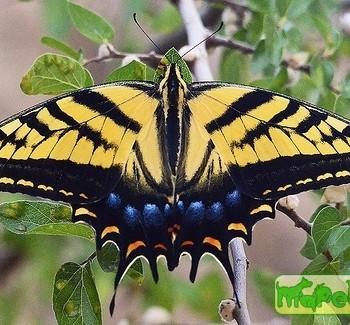 Papilio multicaudata
