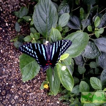 Graphium colonna