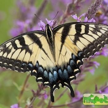 Papilio glaucus