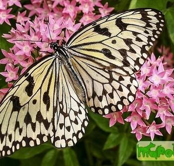 Graphium idaeoides