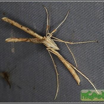 agdistis meridionalis