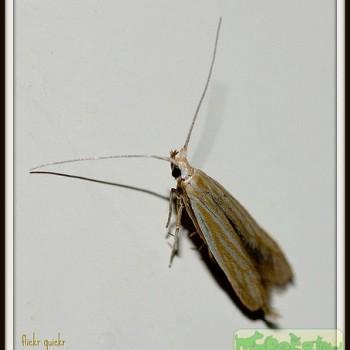 Coleophora artemisicolella